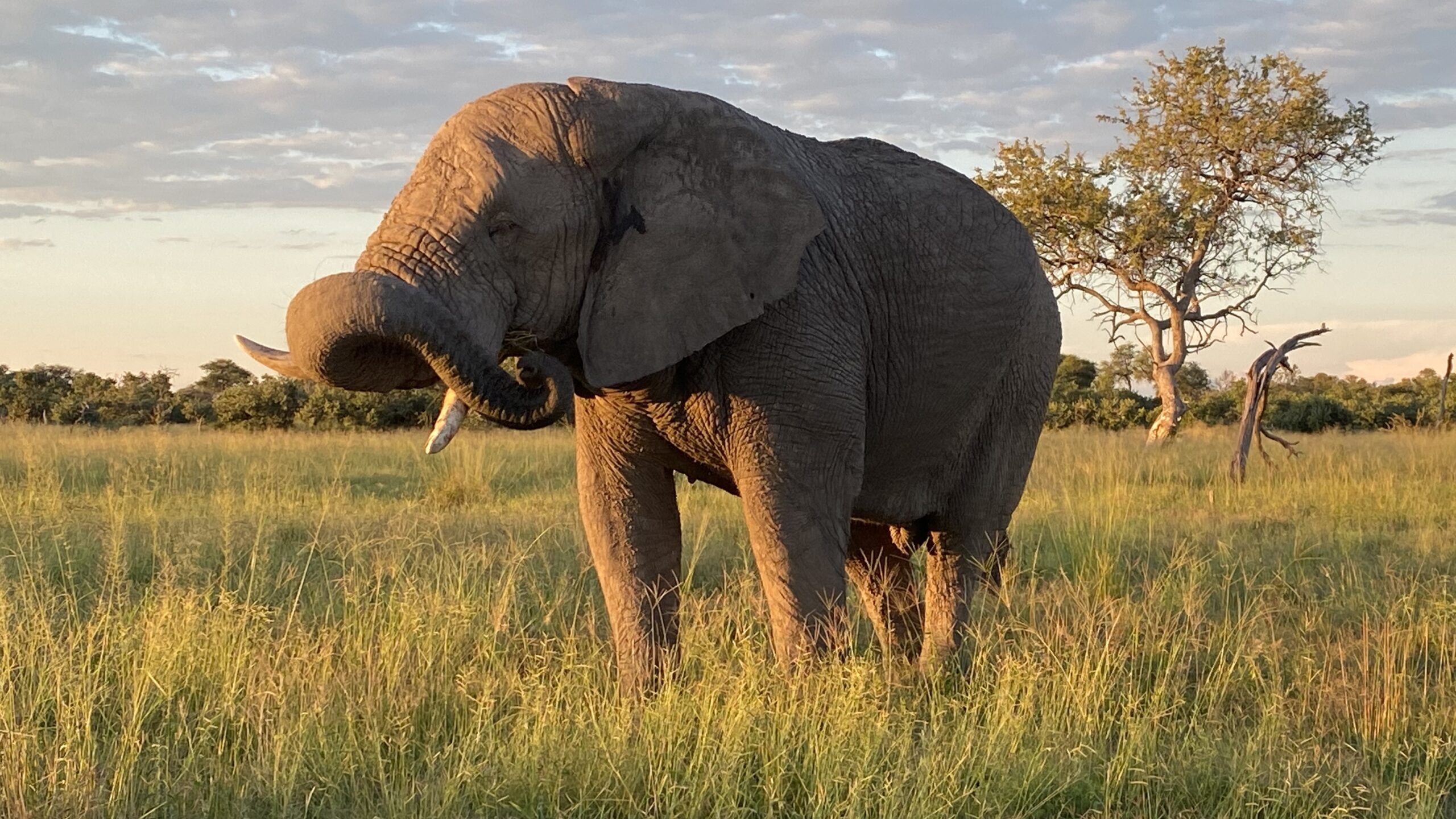 african safari