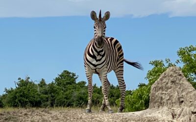 12 Reasons to Visit Khwai Concession on Safari in Botswana