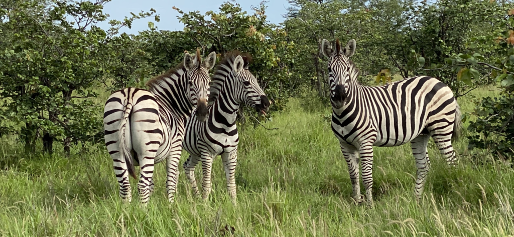 Zebra on Safari