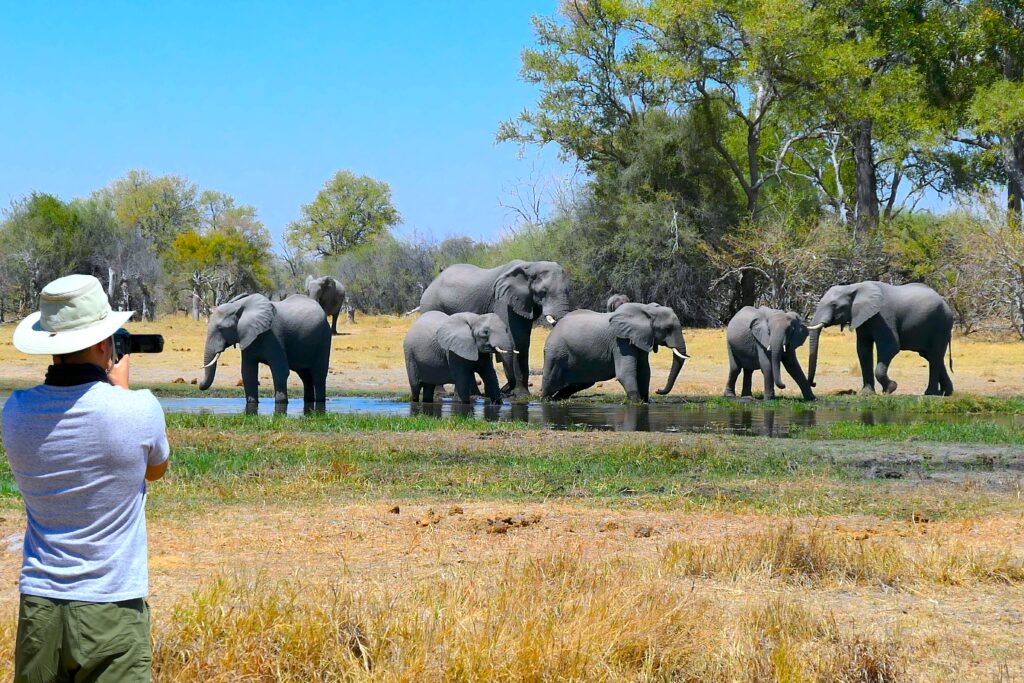 Safari Elephants 