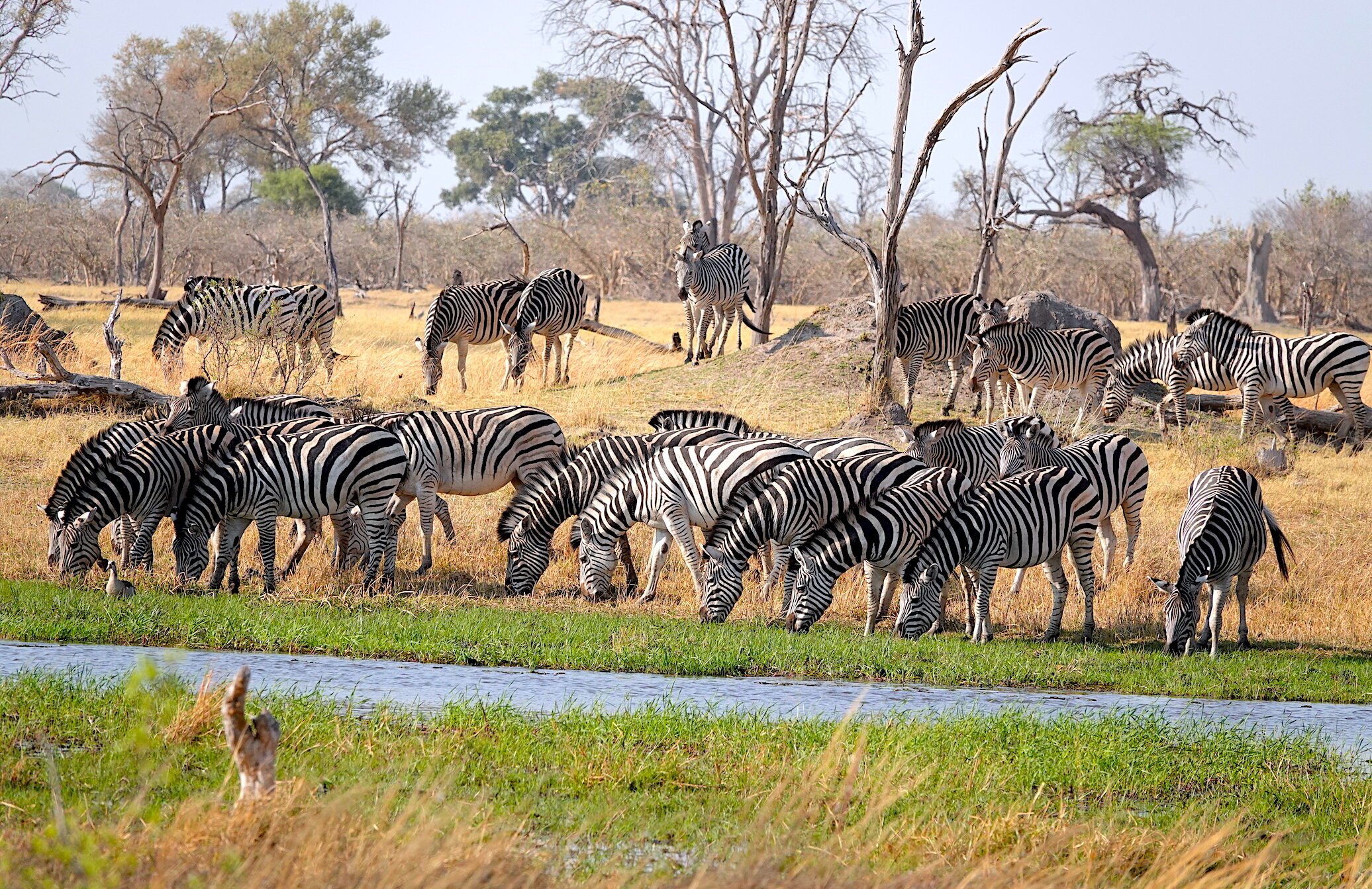 Zebra Migration in Botswana