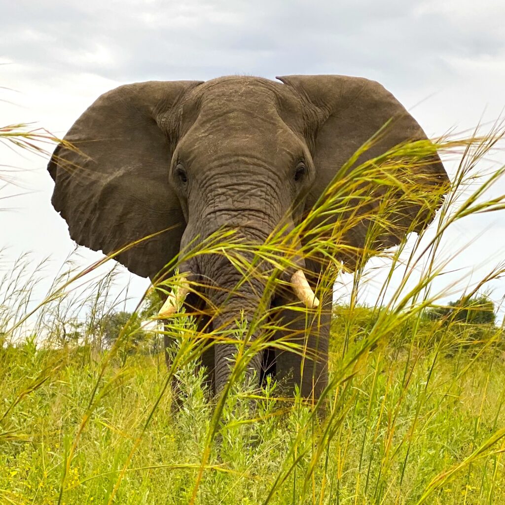 Botswana Safari Travel Elephant