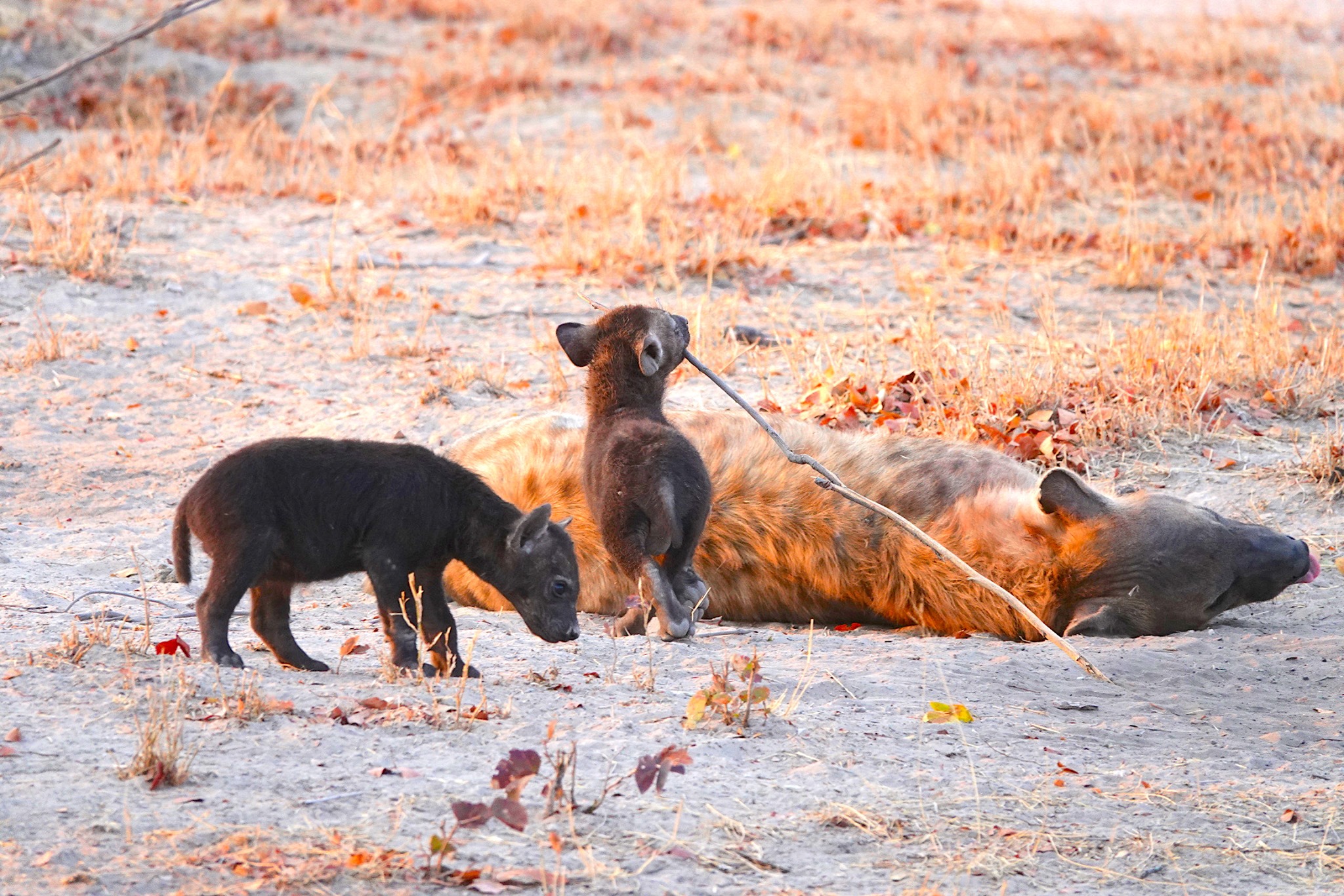 Newborn Animals in Botswana