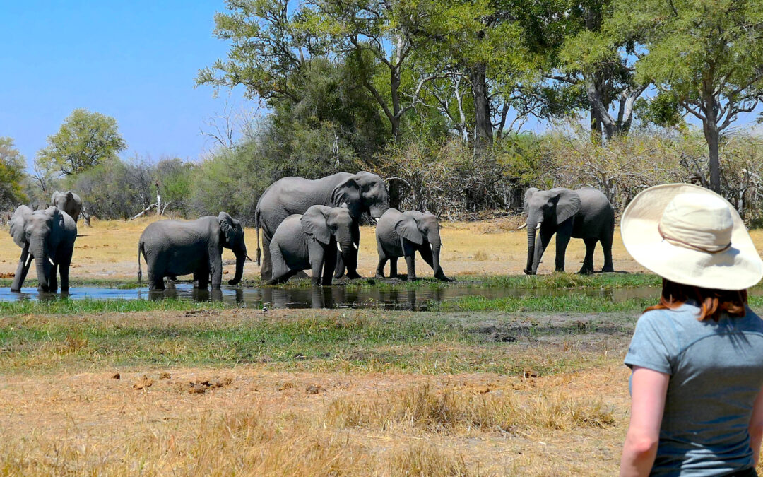 Botswana Safari Travel 2021