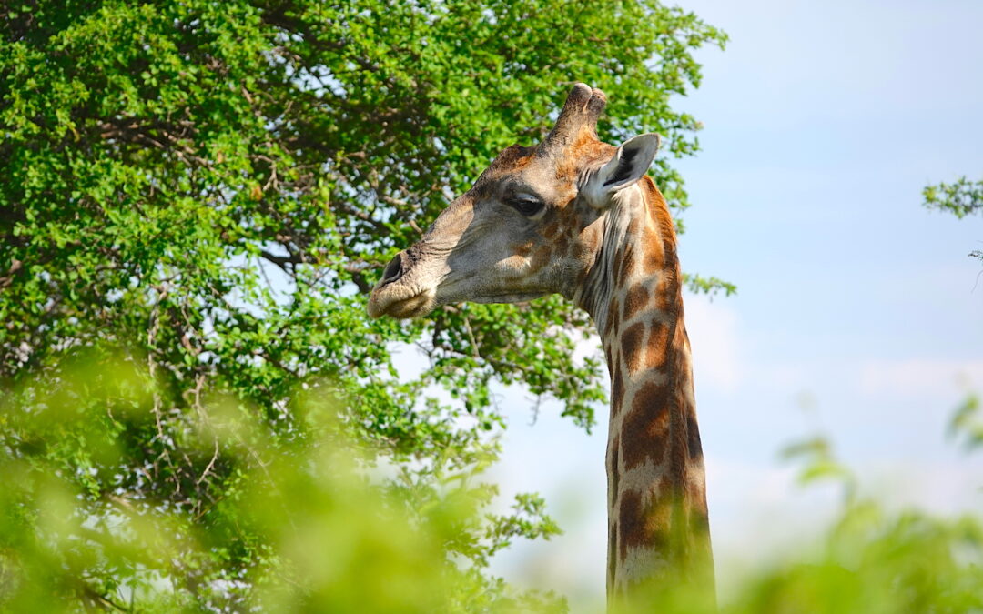 The Best Way to Experience Botswana's Wildlife