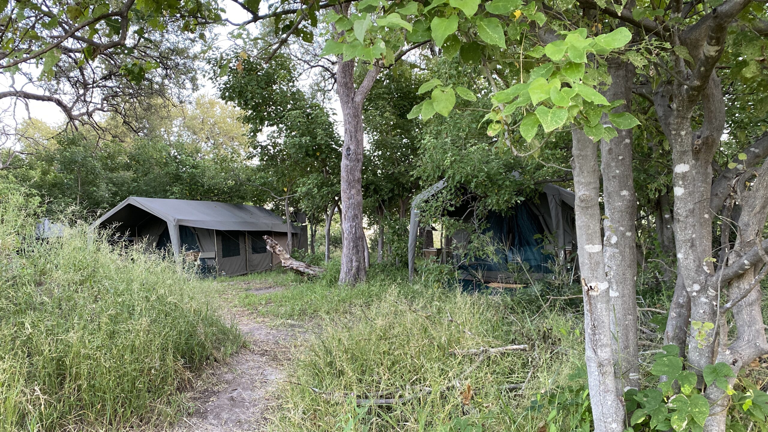 Brave Africa's camp is always in the best location in the Okavango Delta