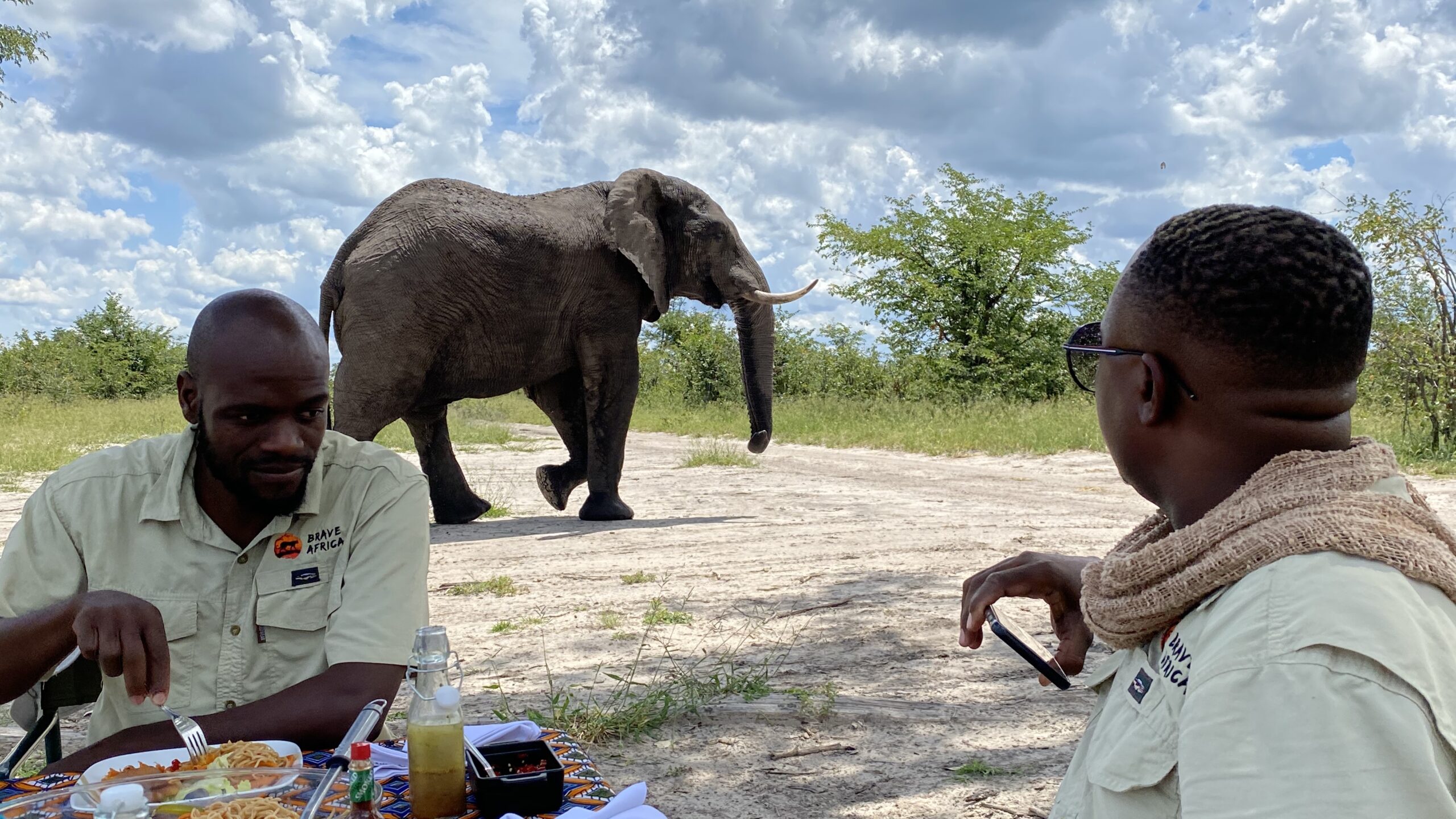 An elephant at lunch with Brave Africa Safaris