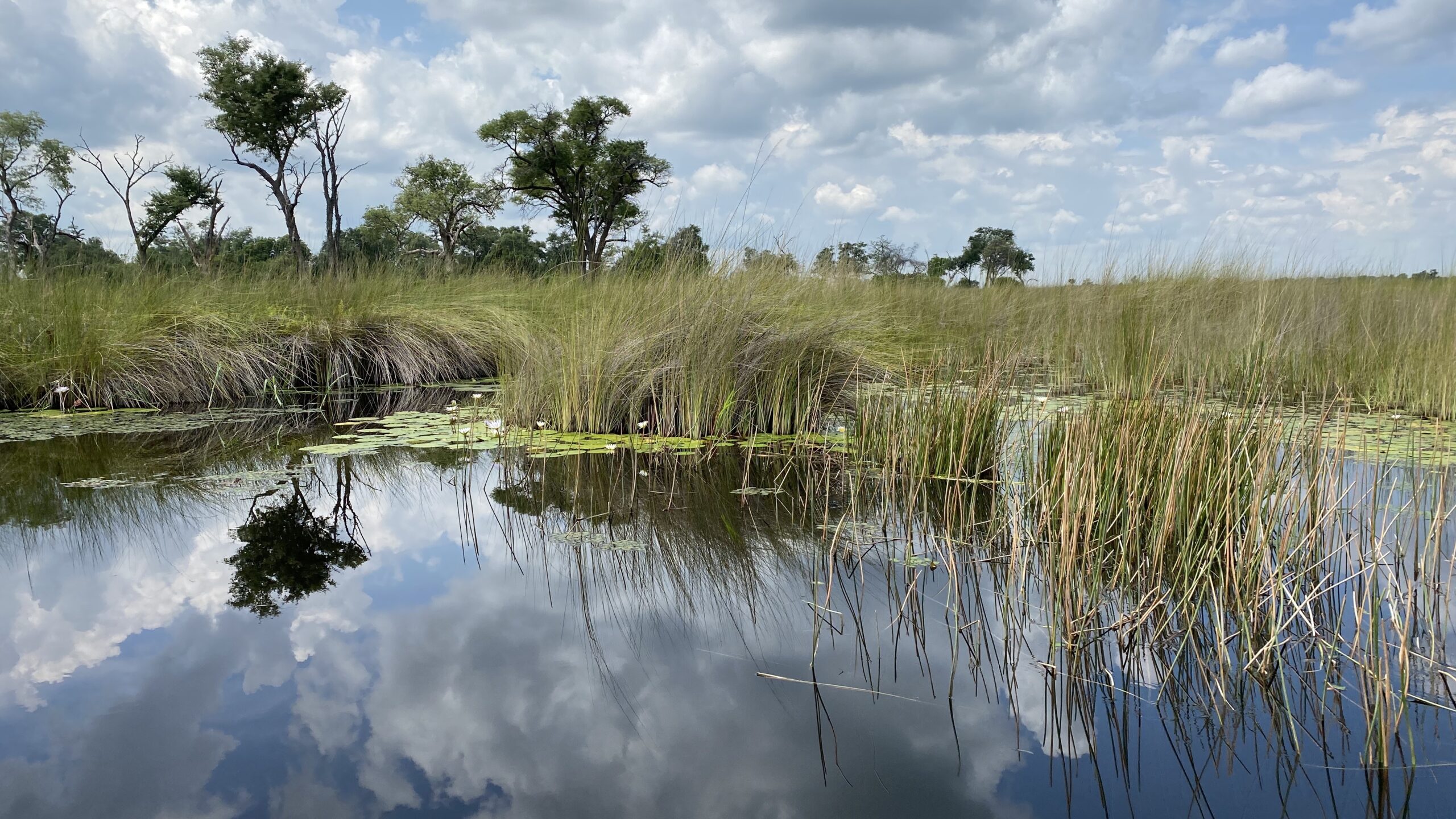 2024 Botswana Safari Okavango Delta Flood Update Brave Africa   Laurie Newman 3FAE6DA1 9655 4773 B4CD 69E94EF82E6B Scaled 