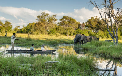 Botswana Safari Safety: What You Need to Know!