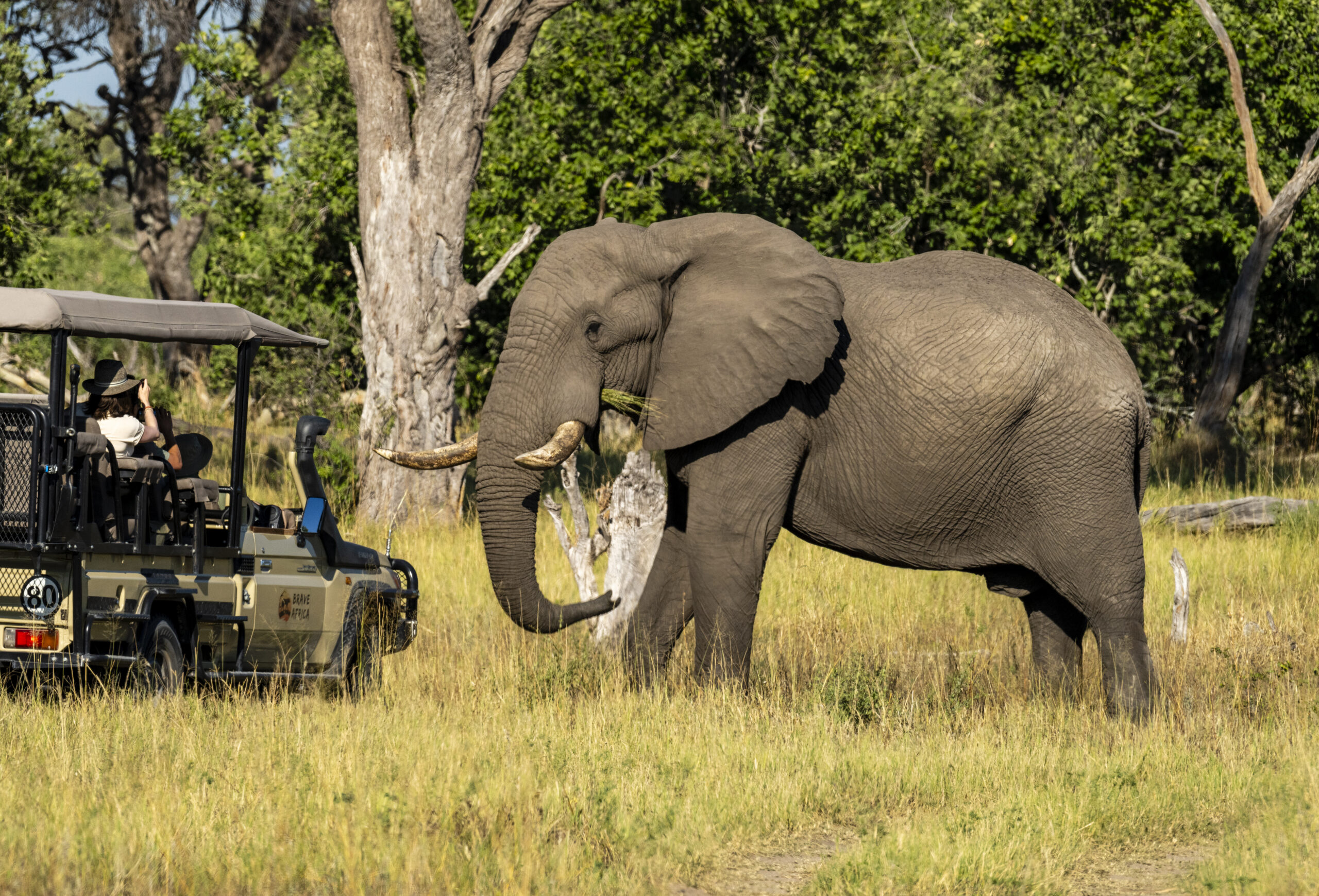 safari elephant close contact