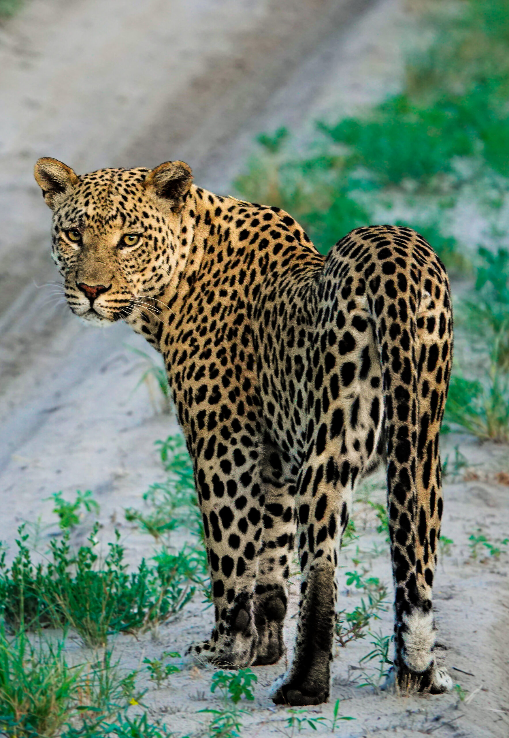 brave_africa_leopard