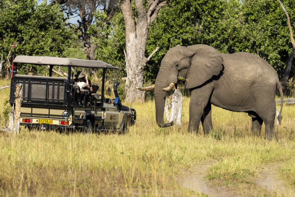 Brave Africa Car with Elephant