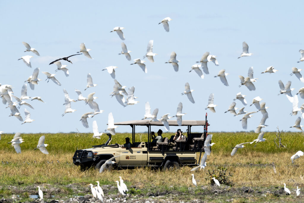 safari game drive birds