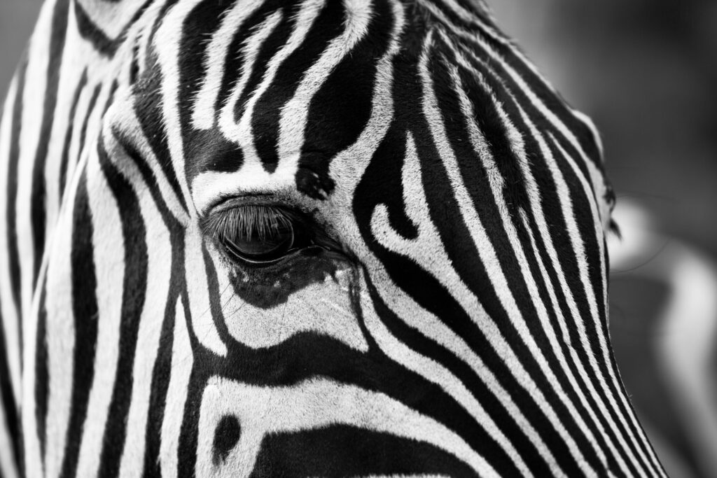 zebra close up photo