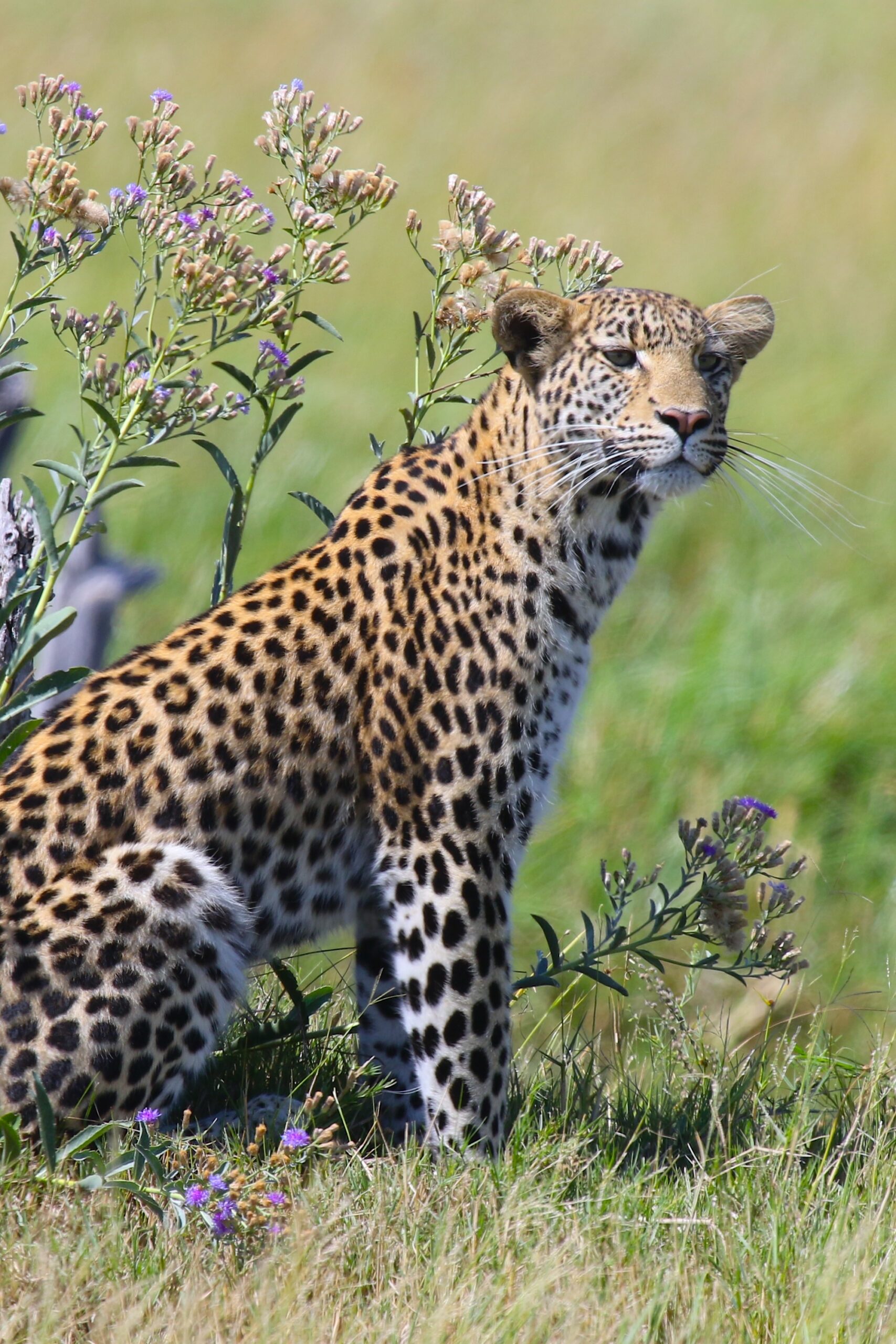 leopards on safari