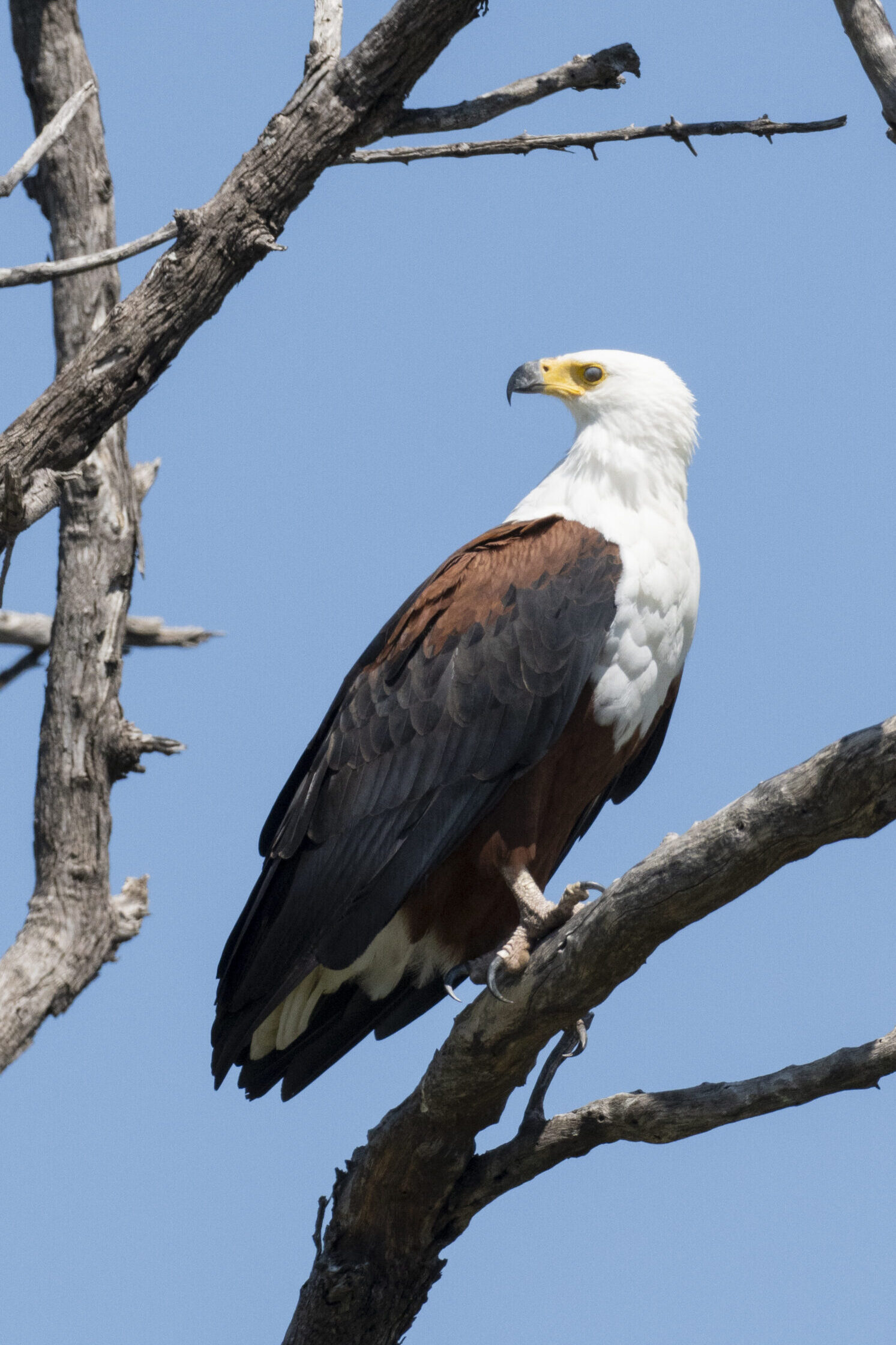 Botswana birding