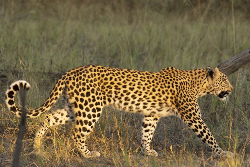 Leopard Moremi