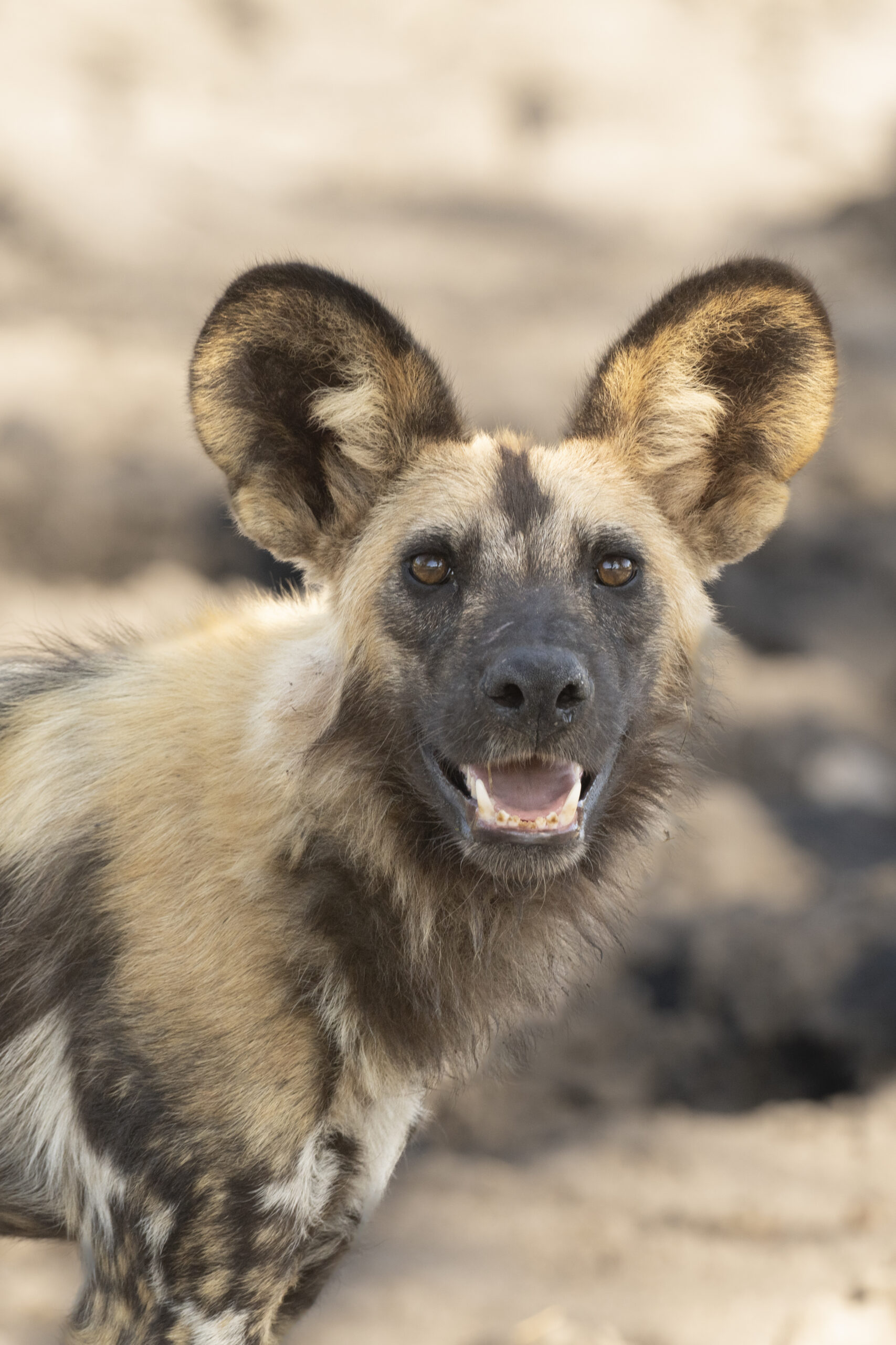 African Wild Dogs