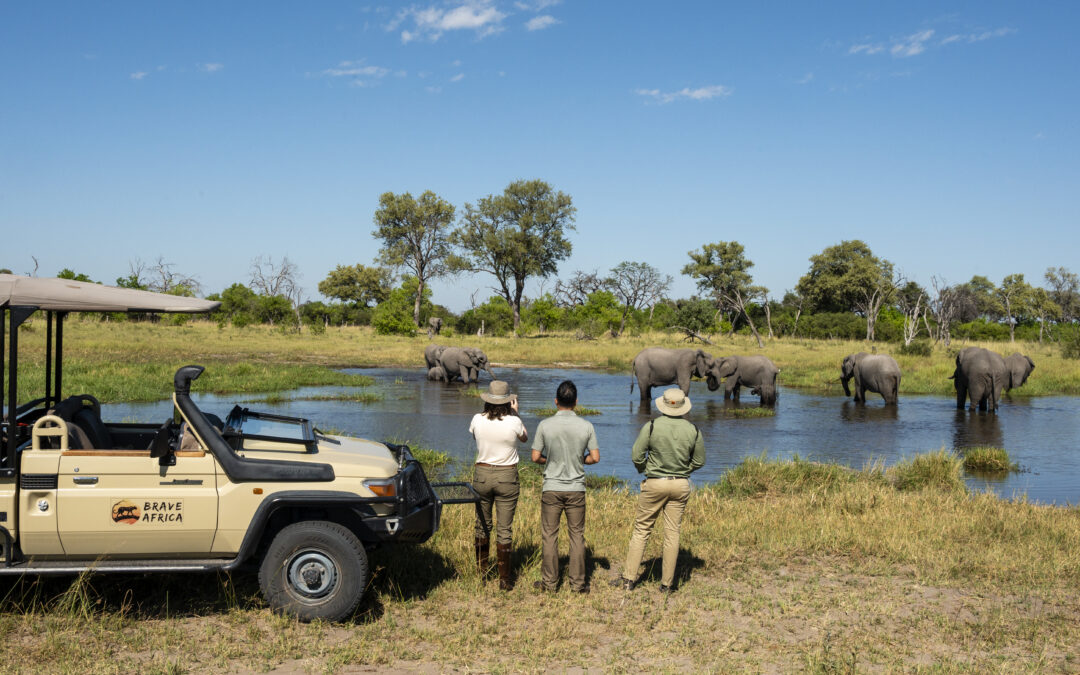 Is an African Safari Worth It? What You Need to Know