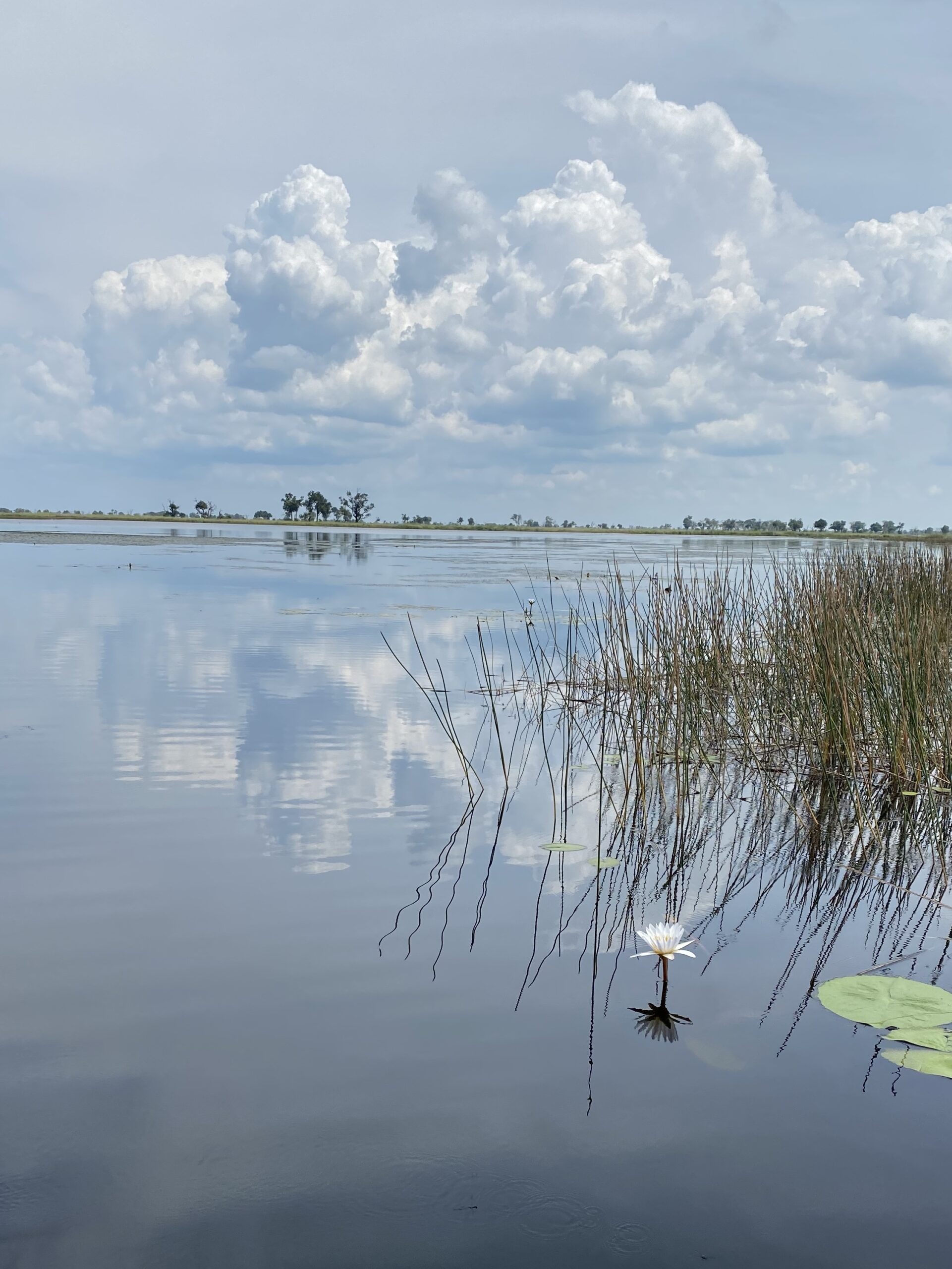 Wetlands