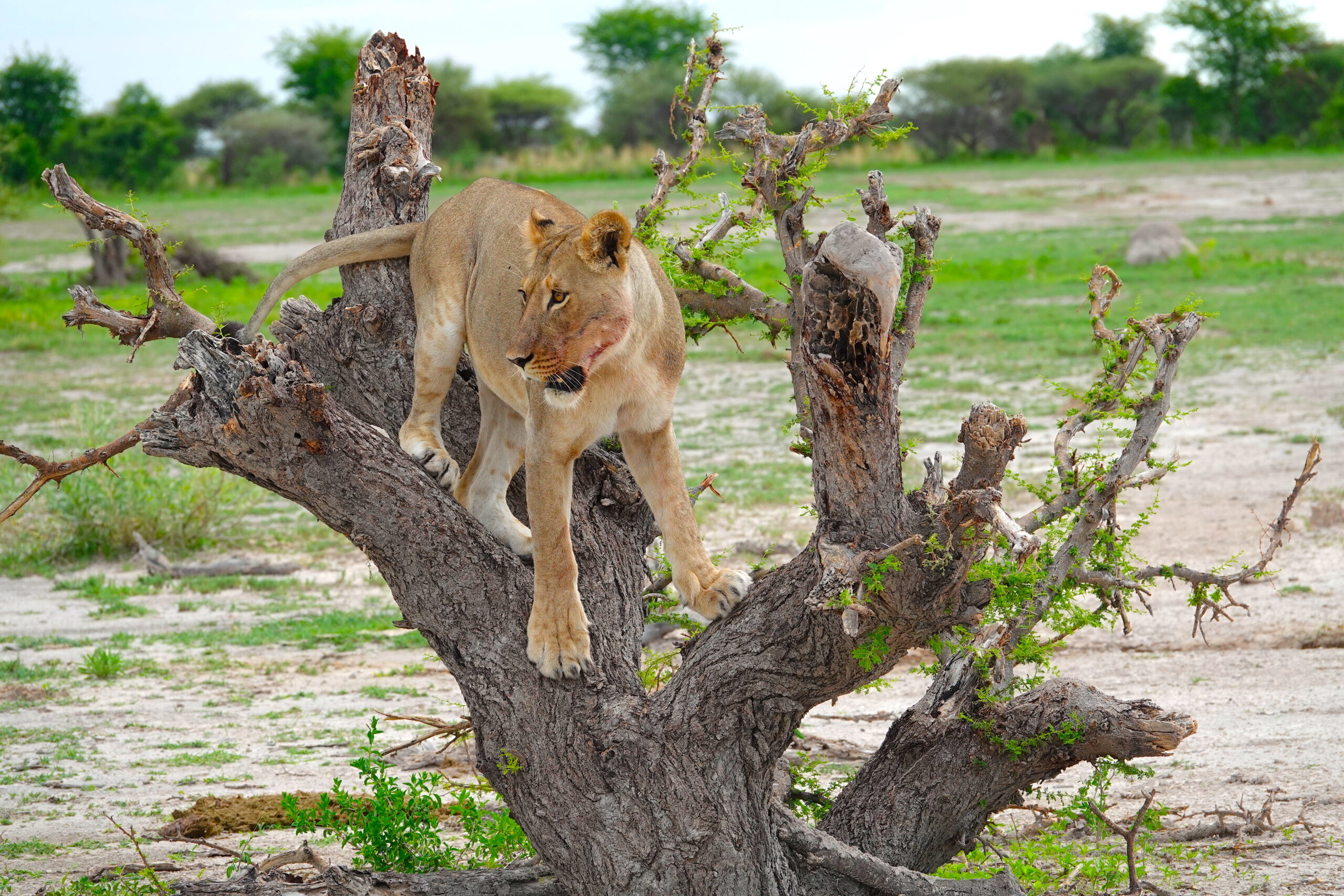 Savuti National Park