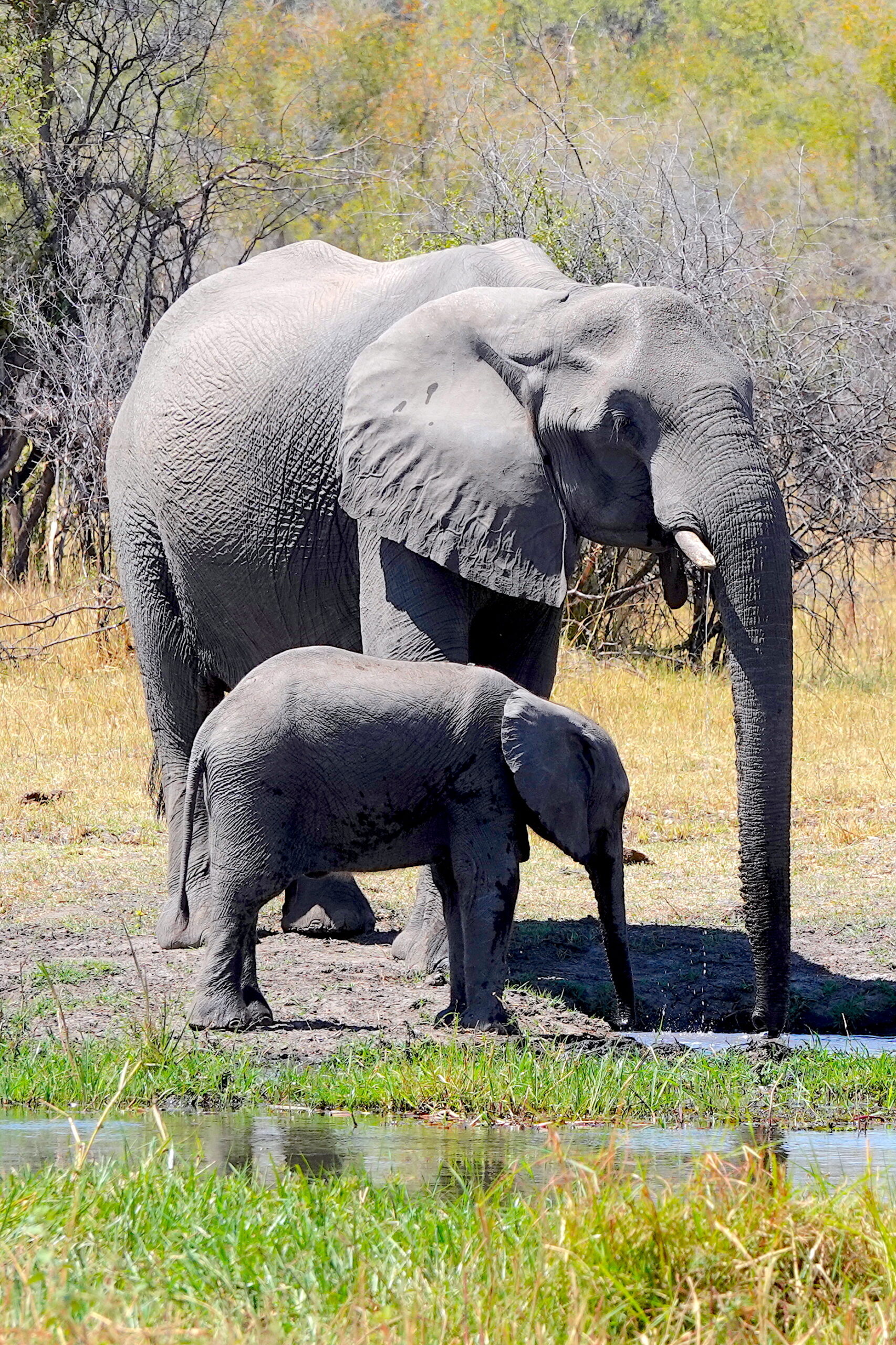 Botswana Elephants