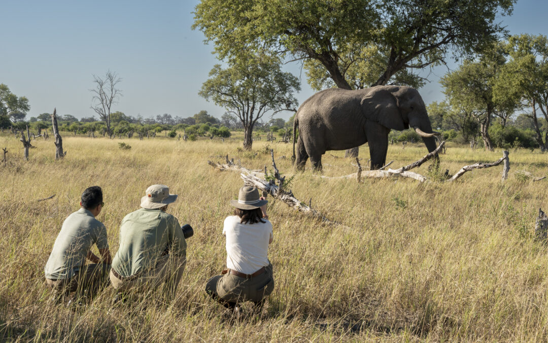 African Safari Cost: What Do You Get for The Money?