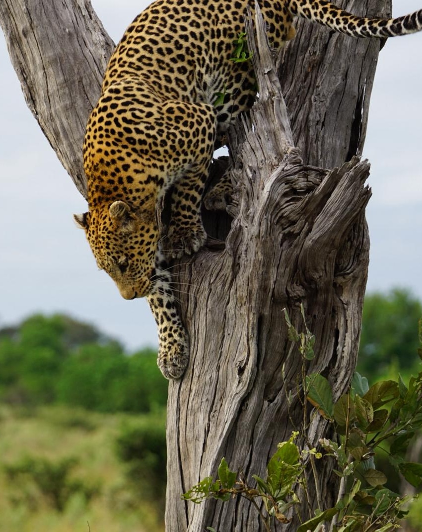 brave_africa_leopard